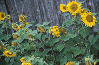 agriculture0013.gif